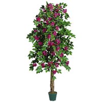 Bougainvillea