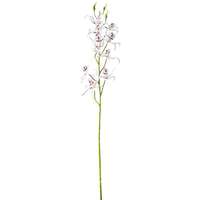 Orchidee-tak 80cm 