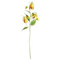 Gloriosa Blume 76cmH orange