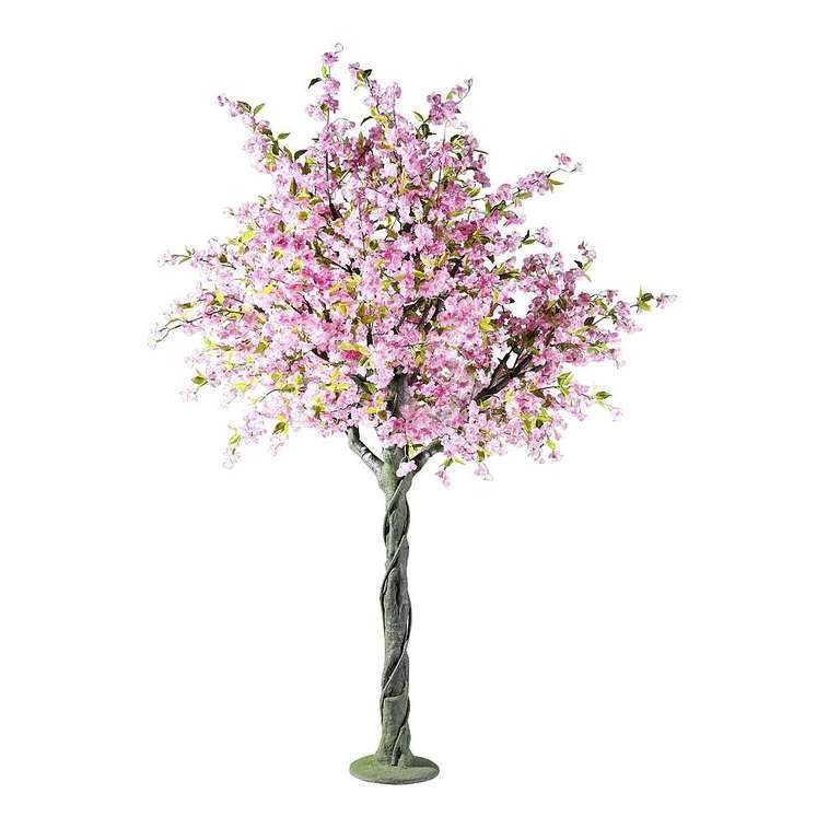 Kersenbloesemboom