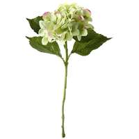Hortensie 52cm,