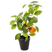 Orangenbaum im Topf 50cmH