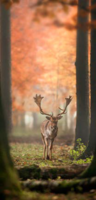 Display Banner Deer