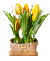 Tulpen bundel in papieren zak