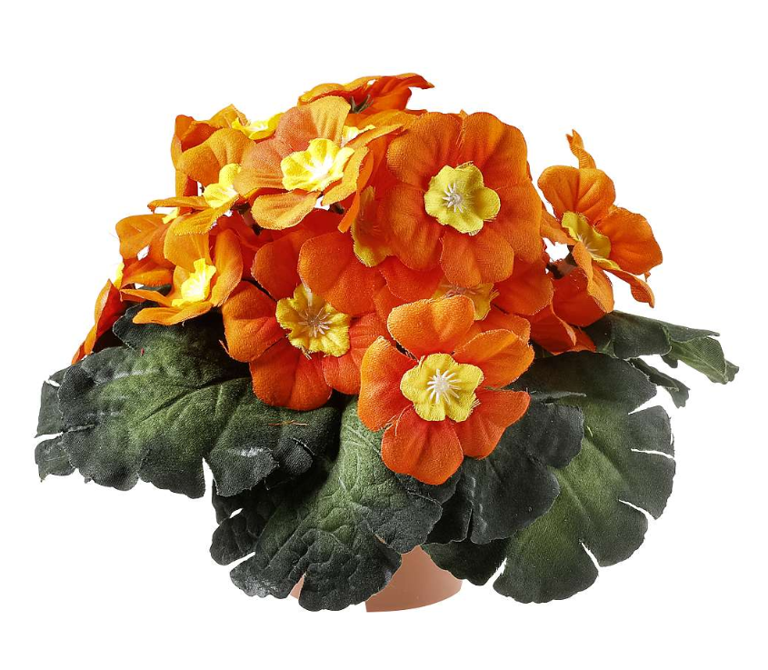 Viooltjes in bloei 16cm
