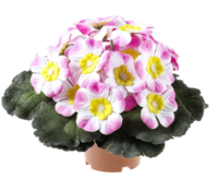 Viooltje in bloei 16cm