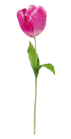 Giant tulp