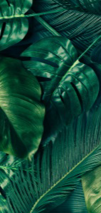 Banner Green Leaves