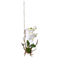Hangende Orchidee