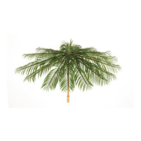 Umbrella Palm