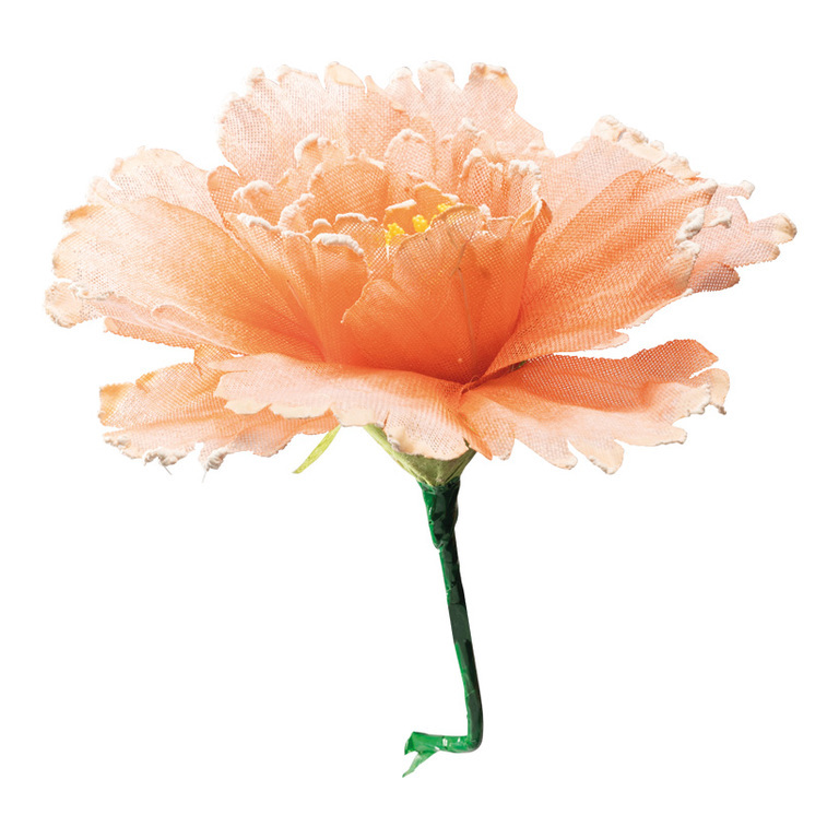 Blossom,