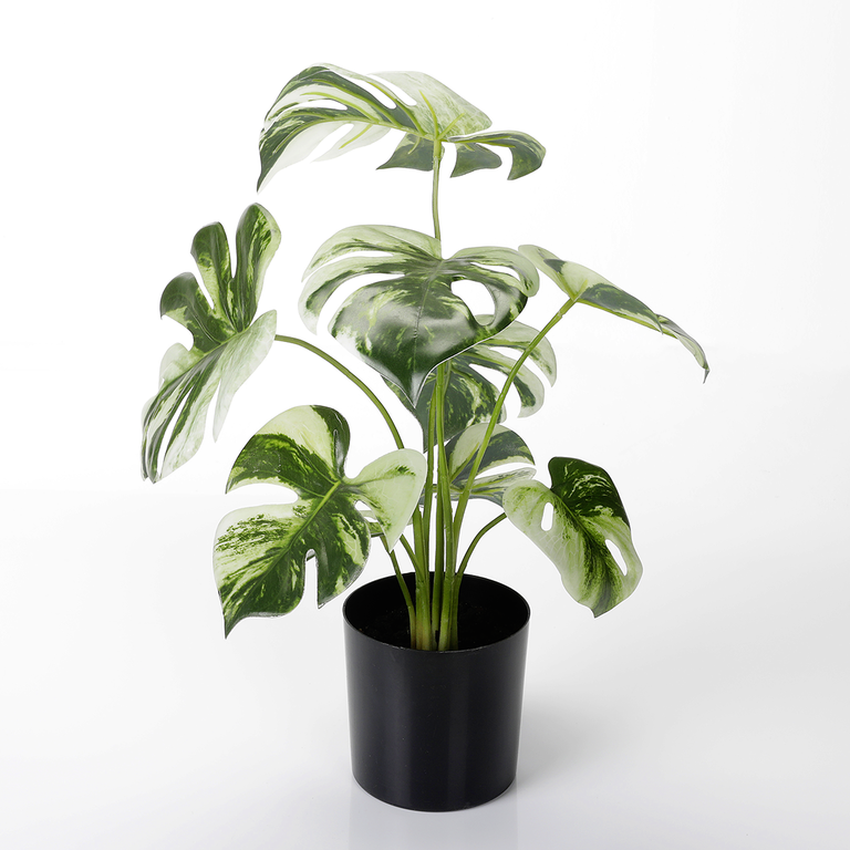 "Decorative Monstera pot plant Deliciosa Albo Variegata 26 x 37 cm"
