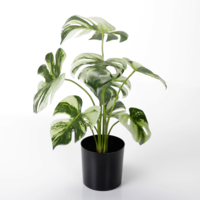 "Decorative Monstera pot plant Deliciosa Albo Variegata 26 x 37 cm"