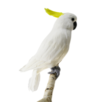 "Sitting decorative parrot white-yellow cockatoo, 40 cm"
