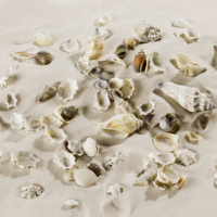 "Shell and snail mix maritime decoration"