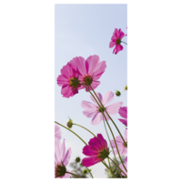 "Fabric banner pink cosmea blossoms 75 x 180 cm"