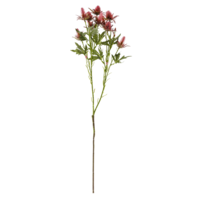 Distelzweig, 68cm lang, rot