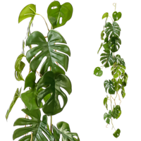 Philodendron  Ranke