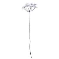 Dill mit Schnee, 77cm