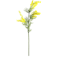 Mimose 84cm