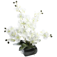Orchidee in Schale,40x36cm