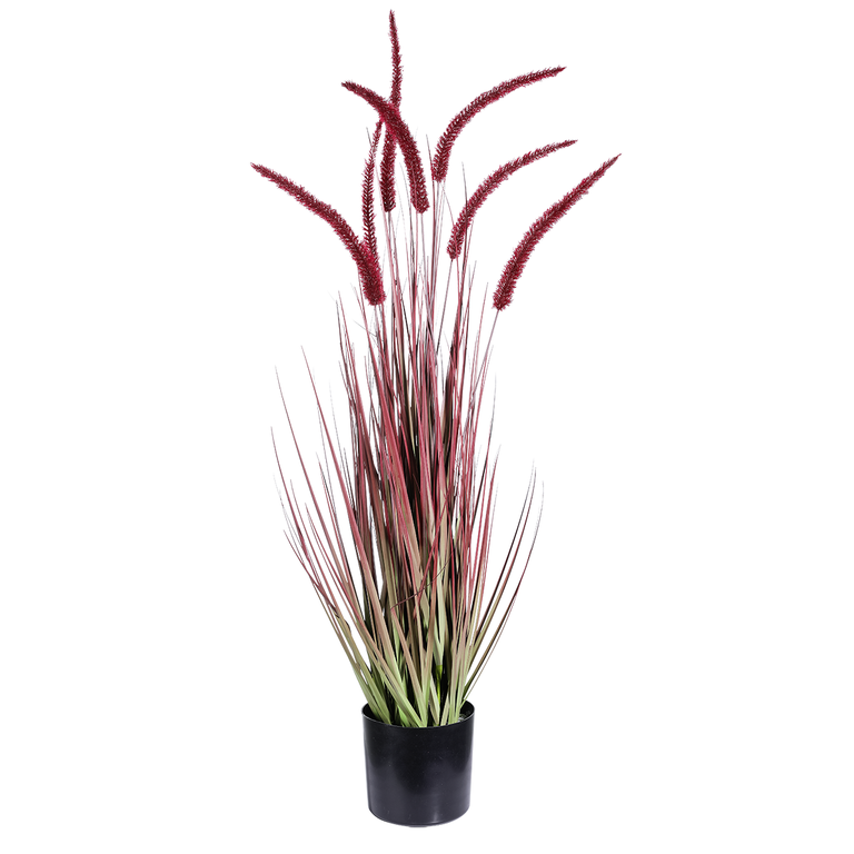 Fuchsschwanzgras im Topf,90cmH