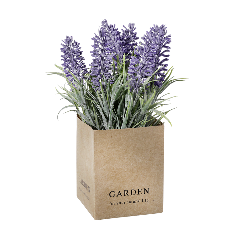 Lavendel  im  Papiertopf  20x7cm  (HxB)