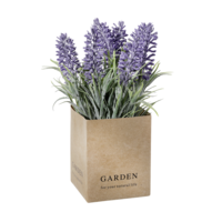 Lavendel  im  Papiertopf  20x7cm  (HxB)