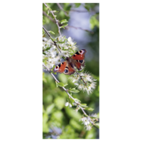 "Fabric banner red butterfly peacock eye 75 x 180 cm"