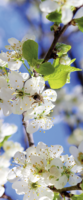 "Fabric banner ""white apple blossoms with bee"