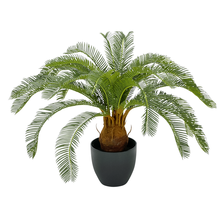"Ready potted cycas palm tree 65 cm high"
