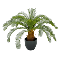 "Ready potted cycas palm tree 65 cm high"