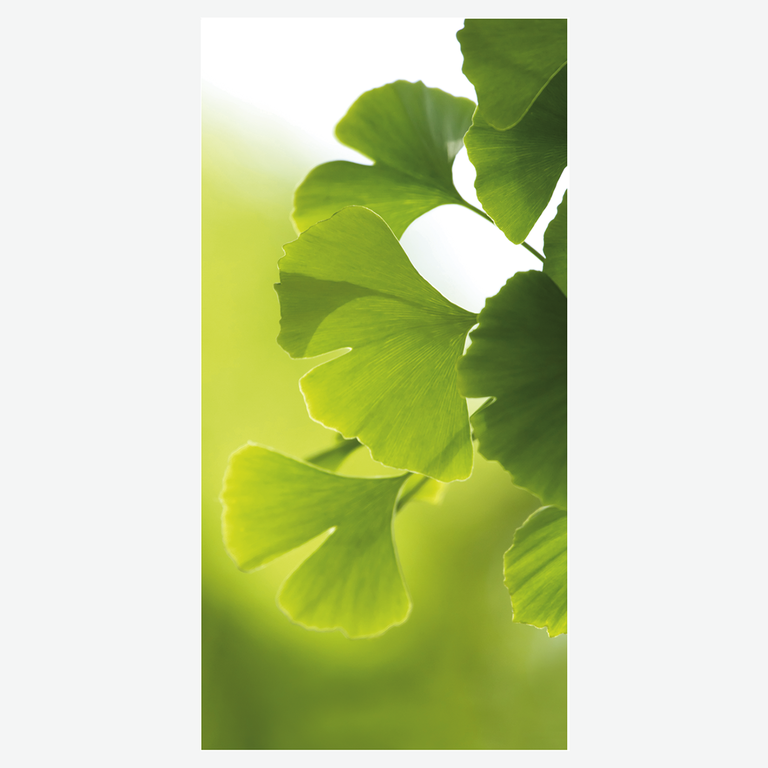  Textilbanner  Ginkgo  100x200cm