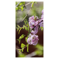 Banner Kirschbloementak