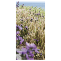 Banner Lavendel landschap