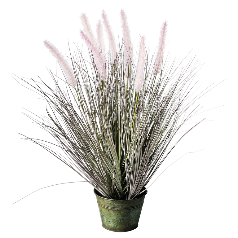 Federgras im Topf,60cmH,rosa
