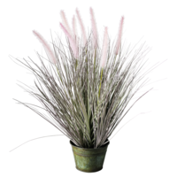 Federgras im Topf,60cmH,rosa