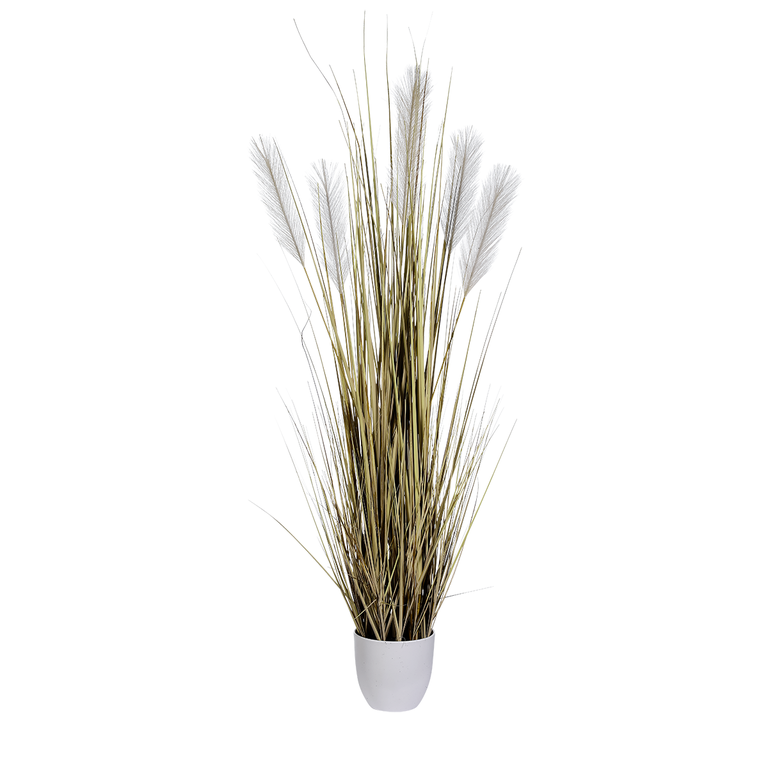 Schilfgras im Topf,beige,110cm