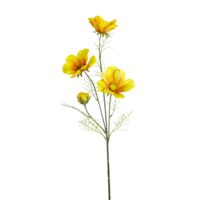 Cosmea gelb