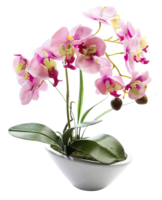 Orchidee im Topf 28x15cm,rosa