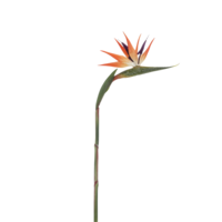 "Artificial Strelitzia 14 x 84 cm orange"