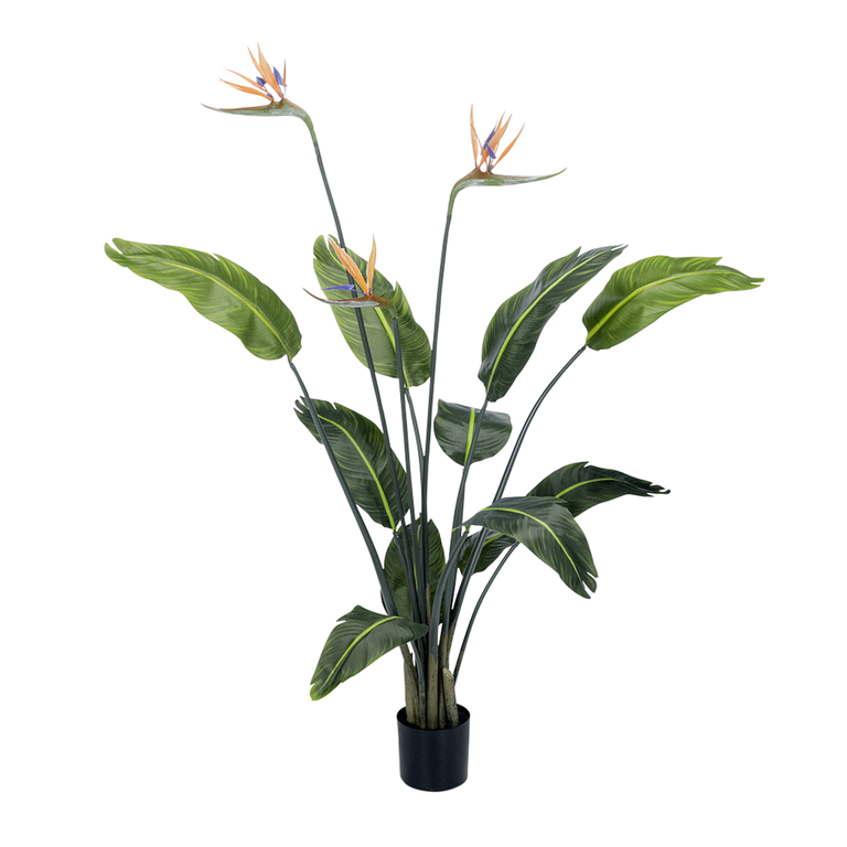 "Deco Strelitzia in pot 120 cm"