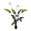 Paradise Birdflower