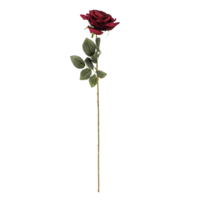 Edel-Samtrose dkl.rot 72cm,16cm