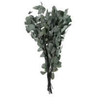 Eukalyptus Bund, 150gr. natur