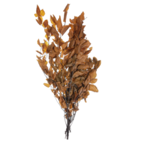 Echte Buchenzweie 80cm,orange