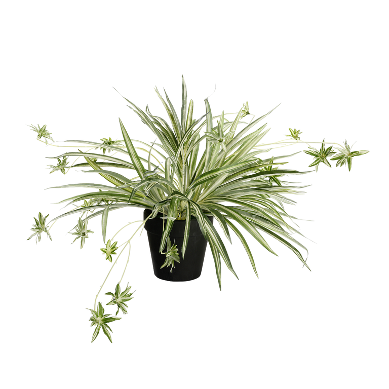 Wasserlilie im Topf 40x60cm (HxB)