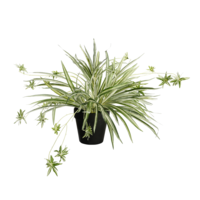 Wasserlilie im Topf 40x60cm (HxB)