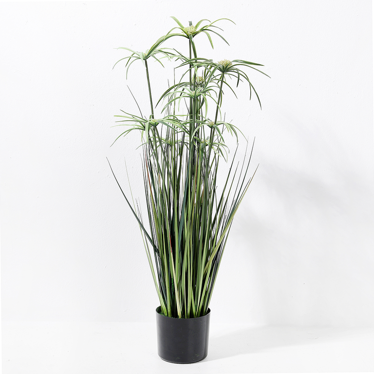 Papyruspflanze im Topf 90cm