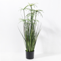 Papyruspflanze im Topf 90cm